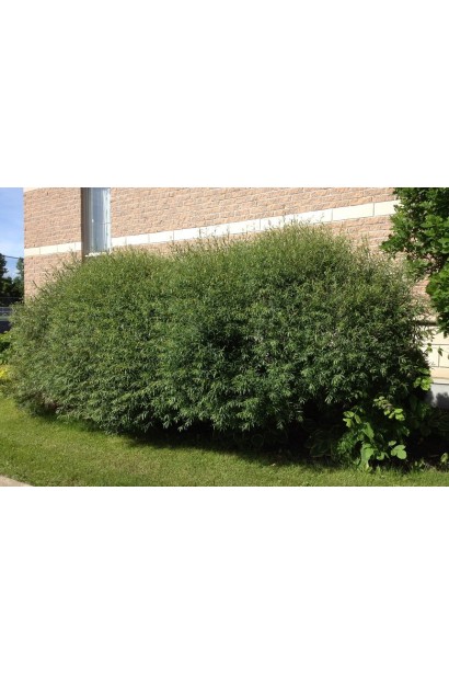 Ива пурпурная